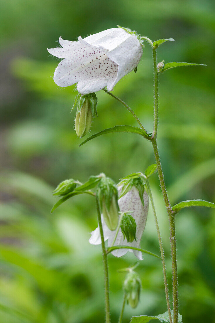 Spotted bellflower (Campanula punctata)