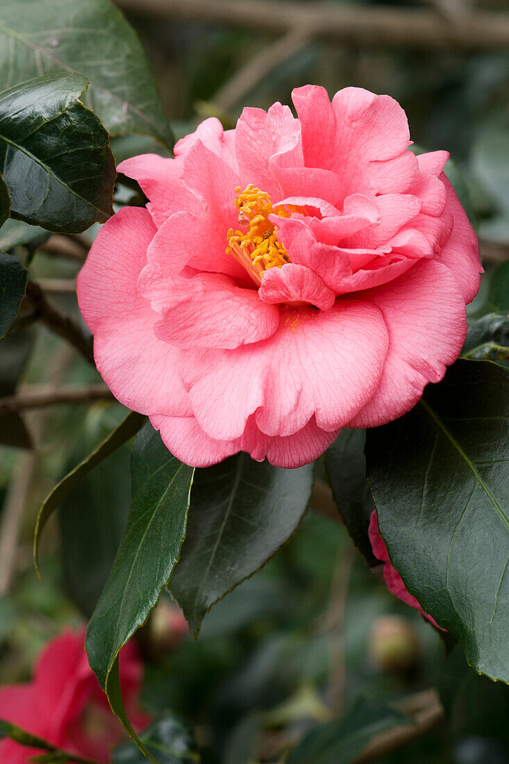 Camellia japonica 'Faith'