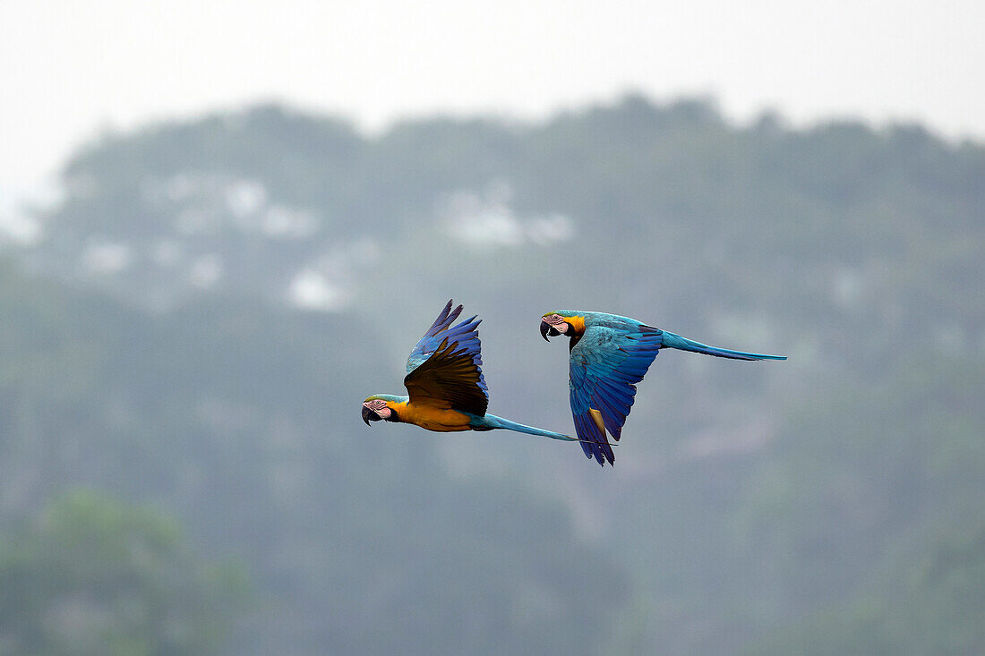 Blue-and-yellow macaw