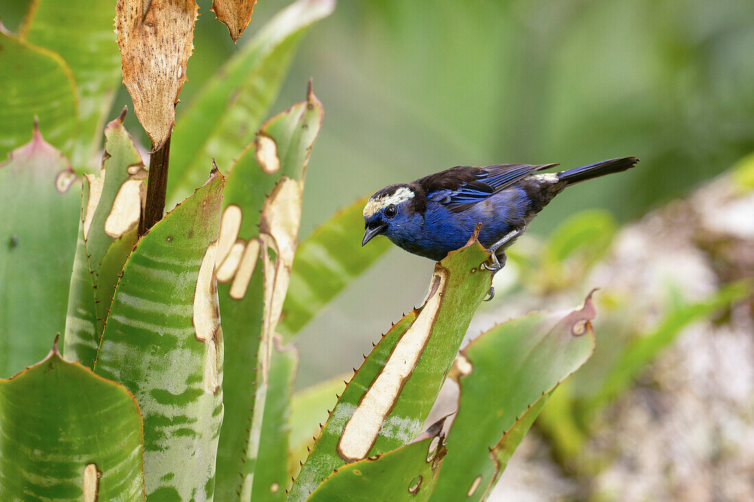 Opal-crowned tanager
