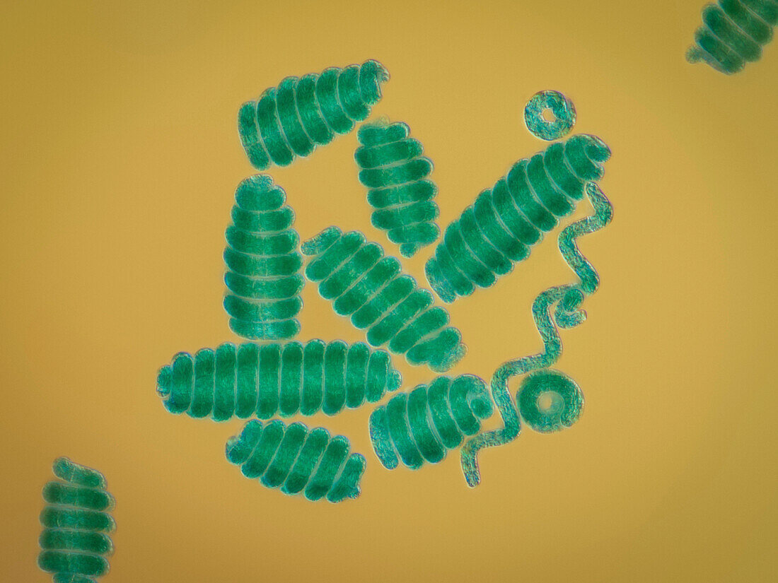 Spirulina sp. cyanobacteria, light micrograph