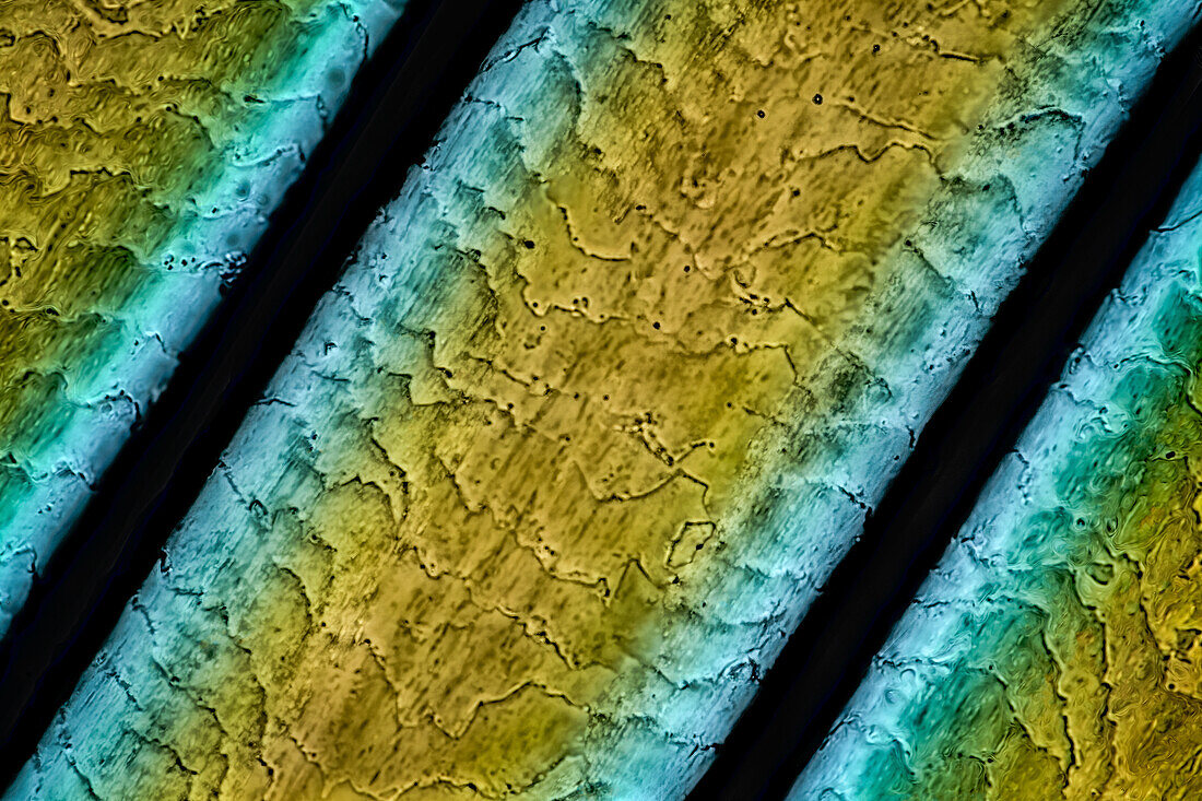 Strands of human hair, light micrograph