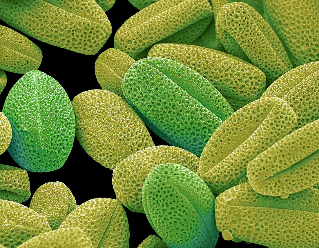 Oxalis pollen, SEM