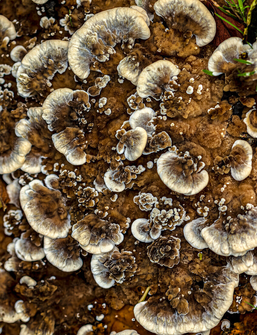 Leathery earthfans fungi