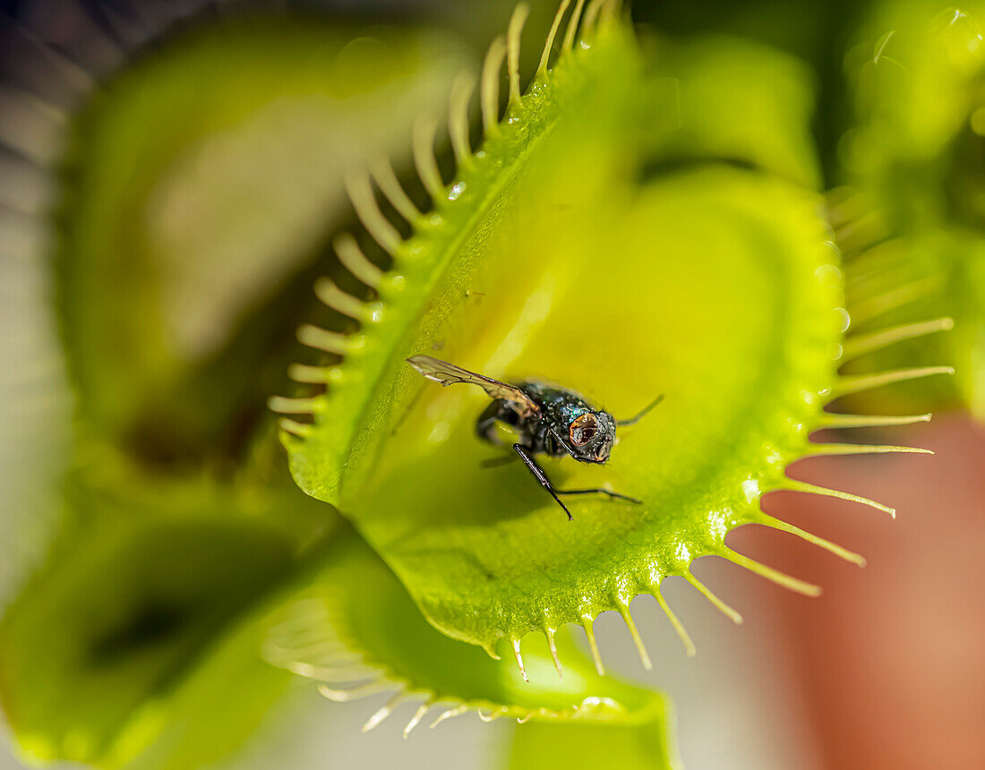 Decomposed housefly inside an opening venus fly trap