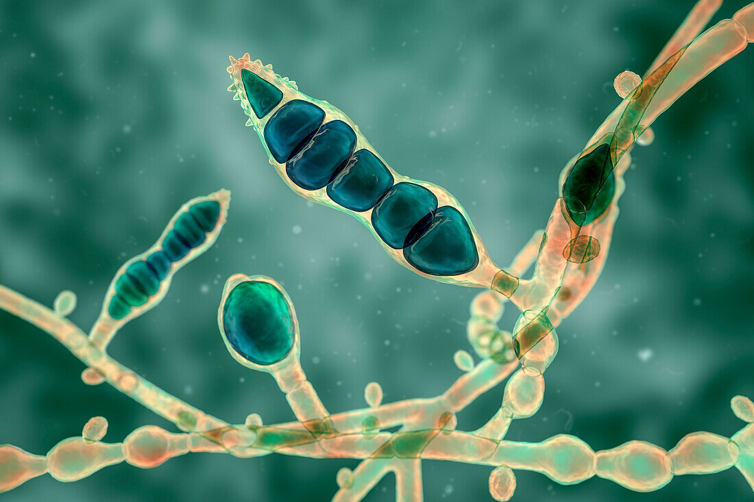 Microsporum audouinii fungus, illustration