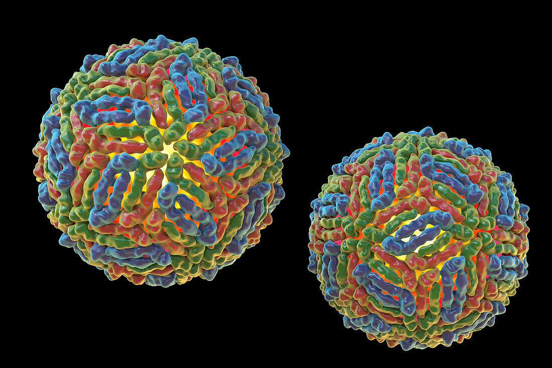 West Nile virus particles, illustration