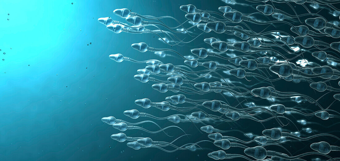 Sperm cells, illustration