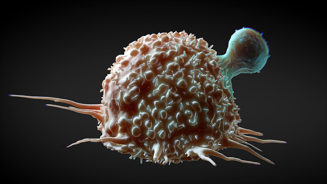 T cell attacking a cancer cell, illustration