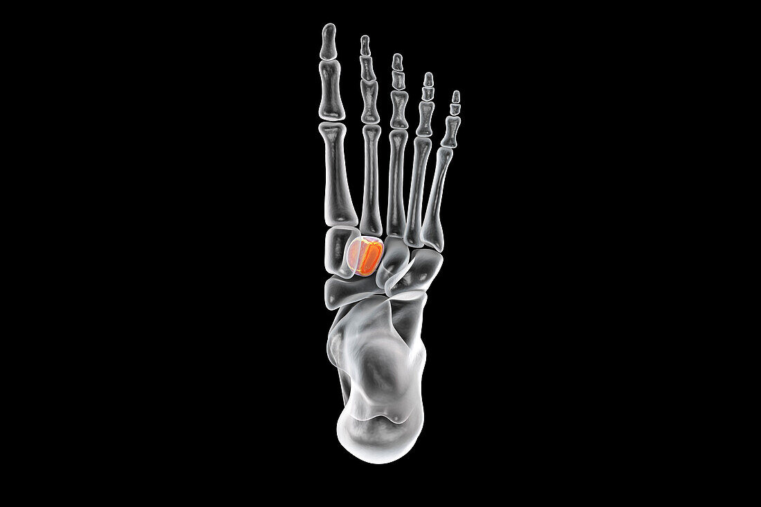 Intermediate cuneiform bone, illustration