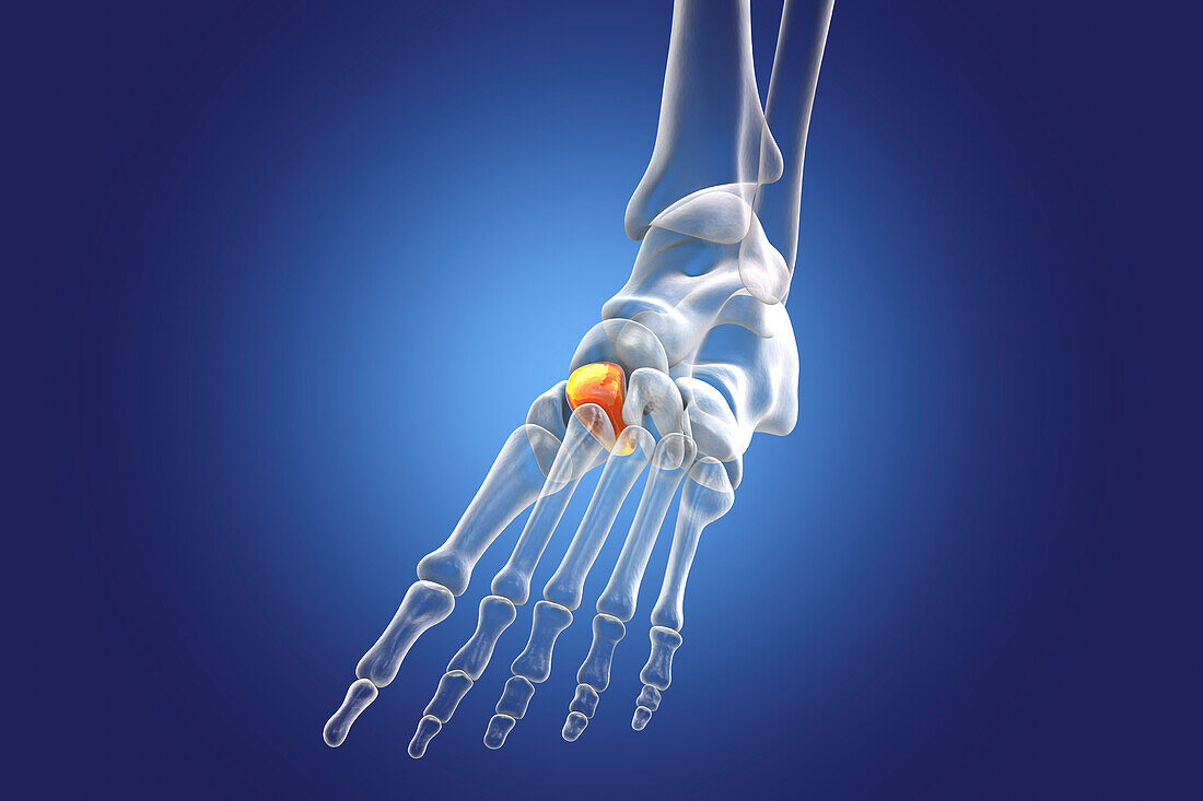 Intermediate cuneiform bone, illustration