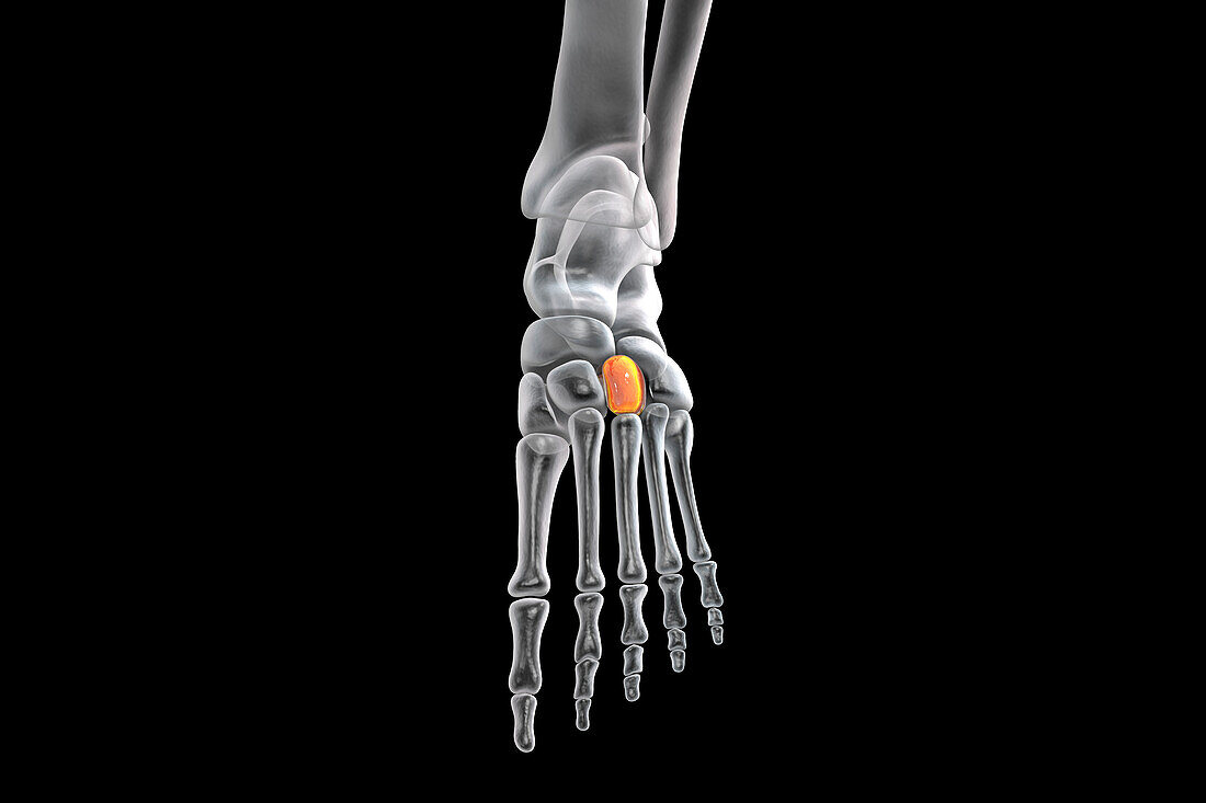 Lateral cuneiform bone, illustration