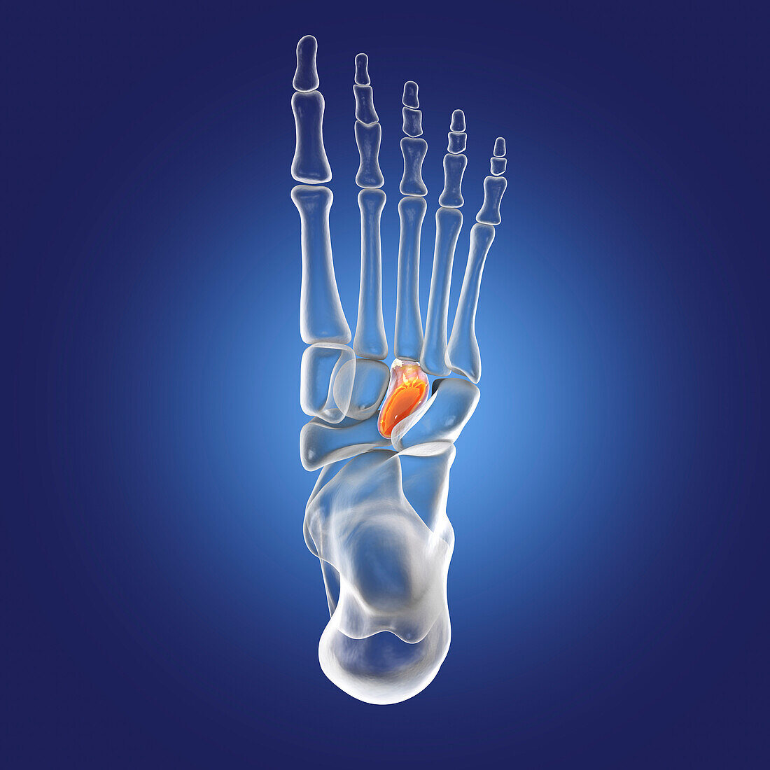 Lateral cuneiform bone, illustration