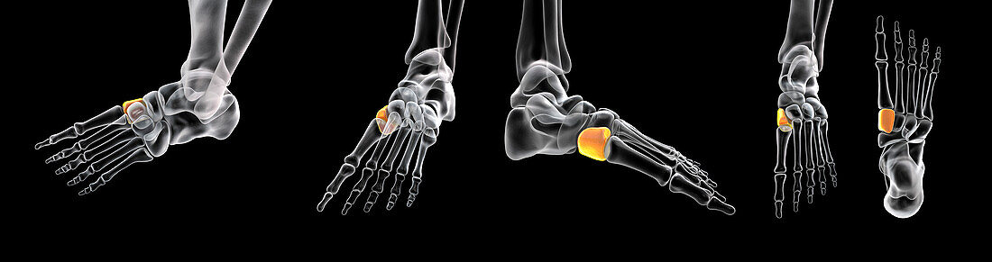 Medial cuneiform bone, illustration