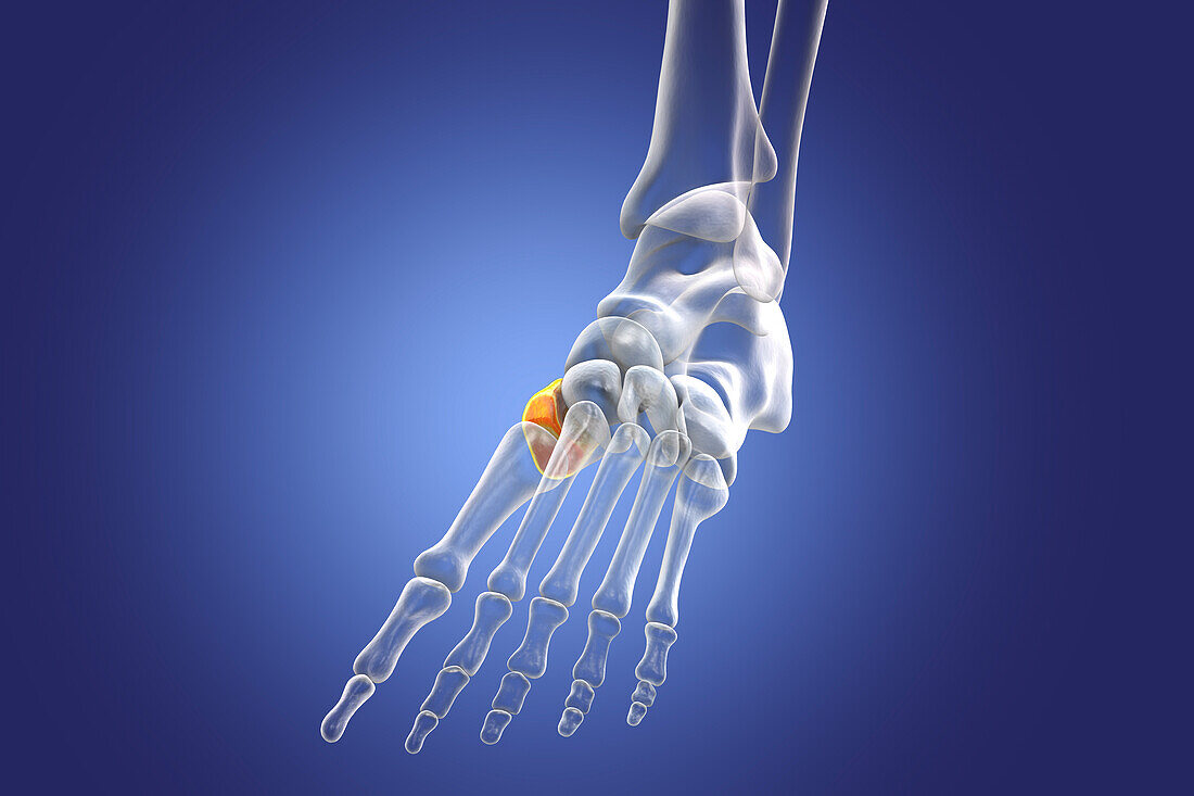 Medial cuneiform bone, illustration