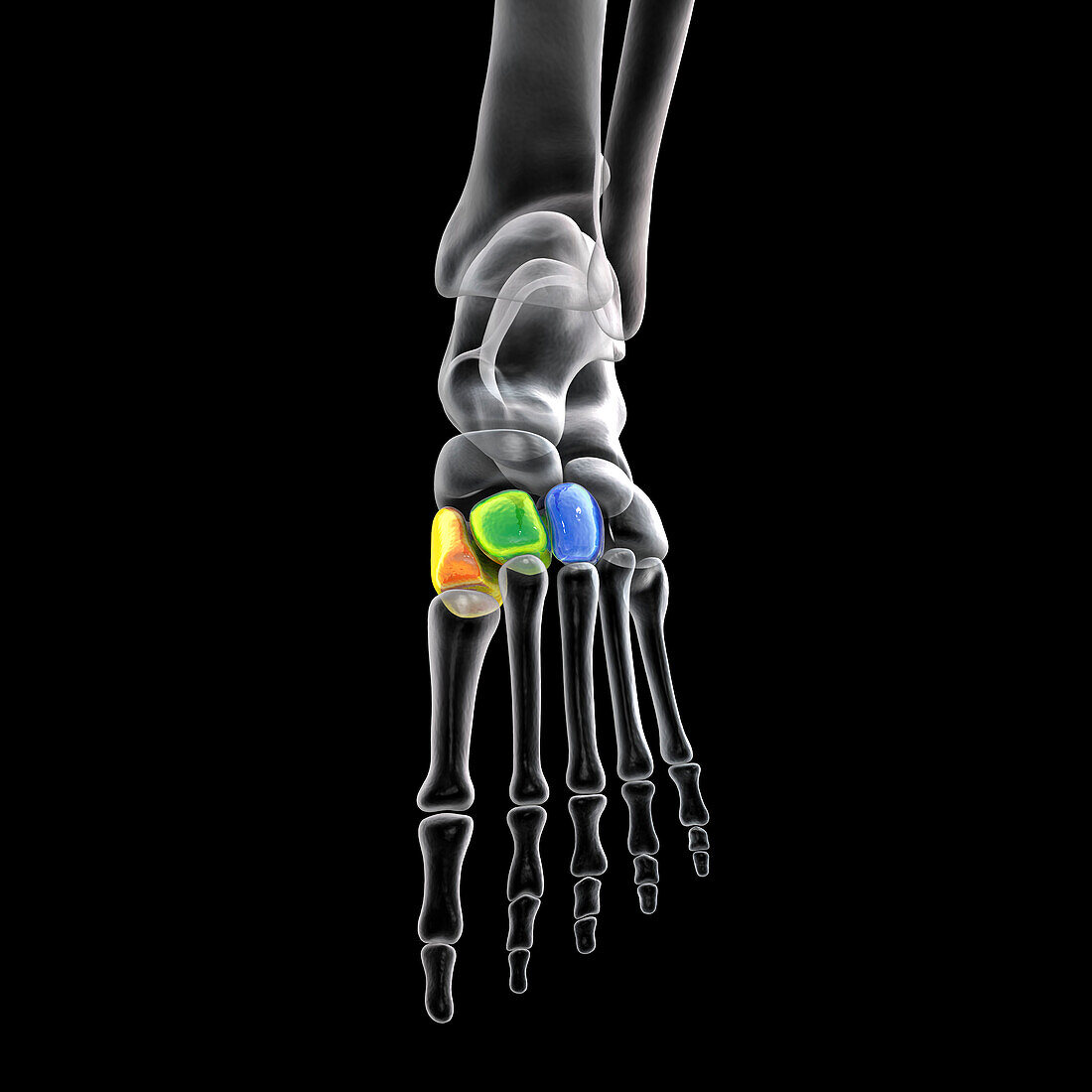 Cuneiform bones of the foot, illustration