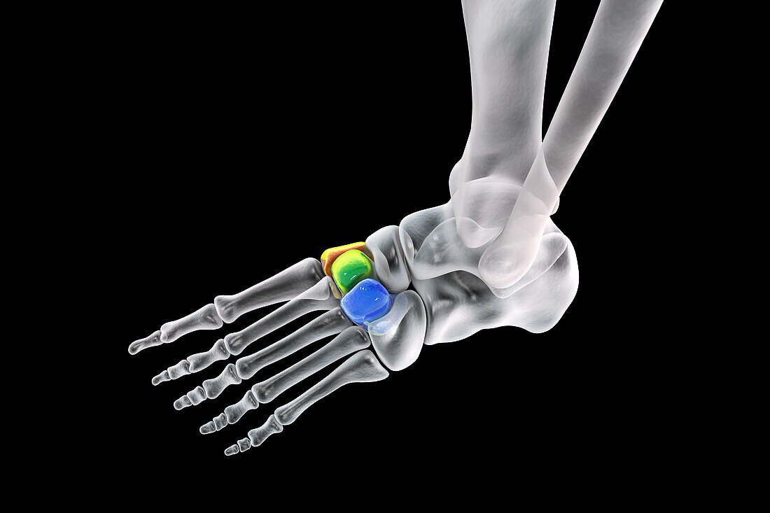 Cuneiform bones of the foot, illustration