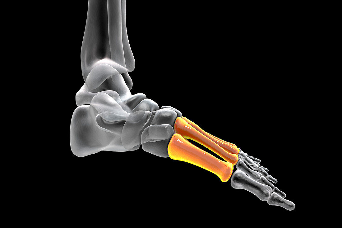 Metatarsal bones of the foot, illustration