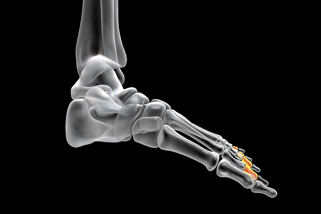 Middle phalange bones of the foot, illustration