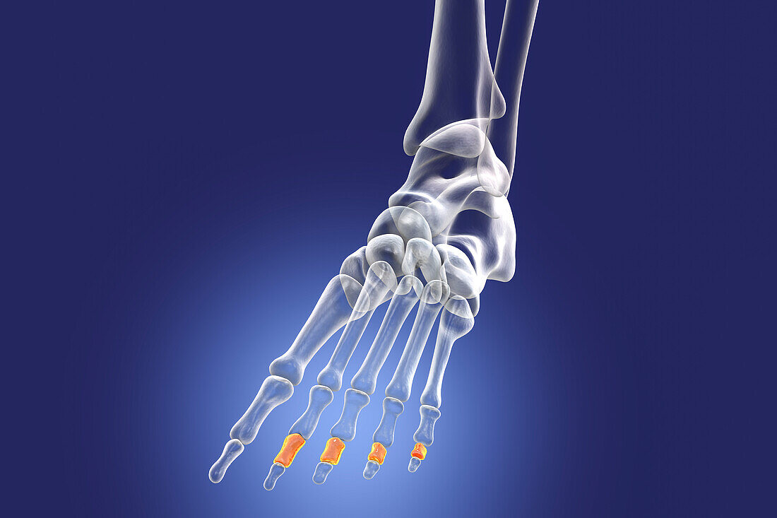 Middle phalange bones of the foot, illustration