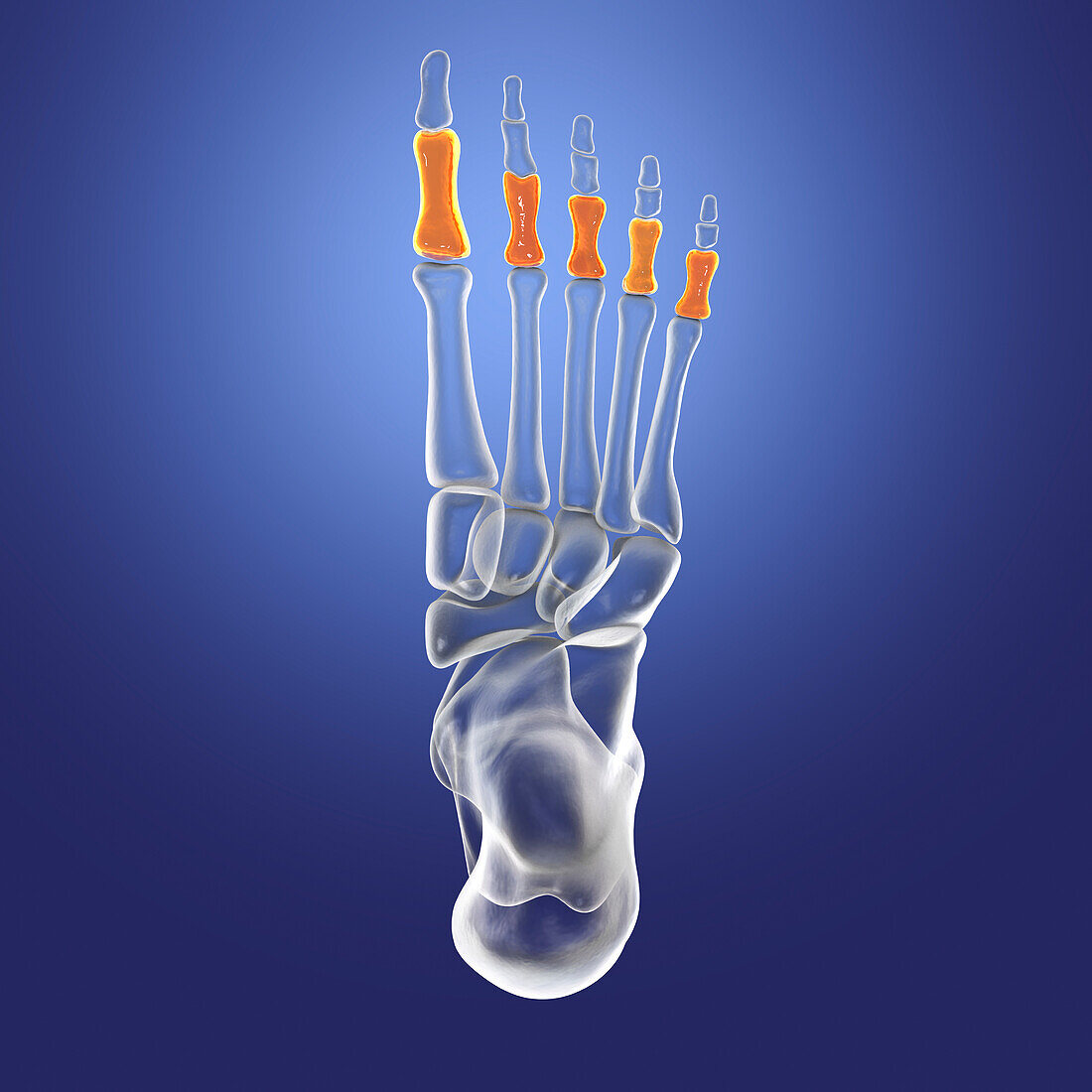 Proximal phalange bones of the foot, illustration