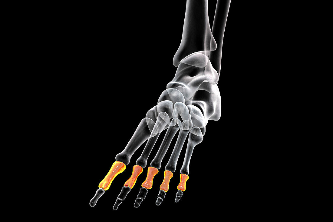 Proximal phalange bones of the foot, illustration