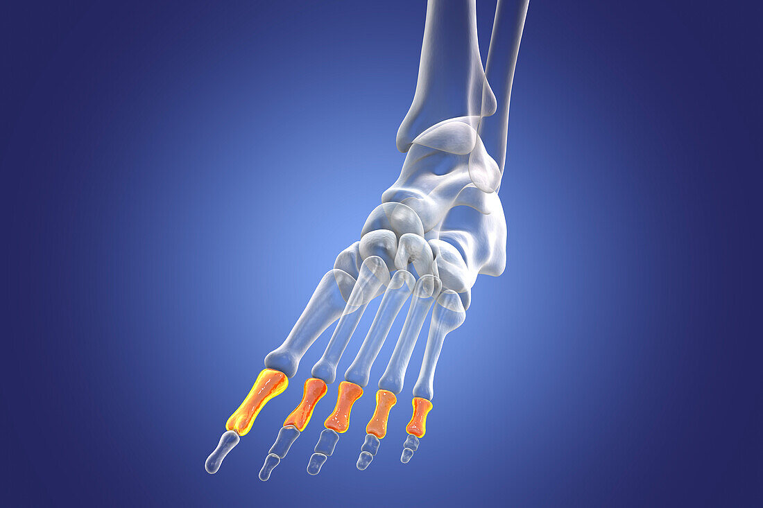 Proximal phalange bones of the foot, illustration