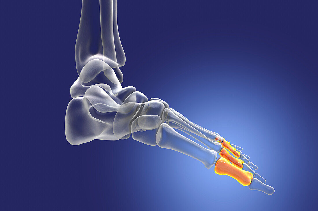 Proximal phalange bones of the foot, illustration