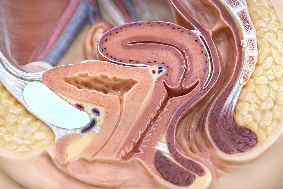 Human vagina, illustration