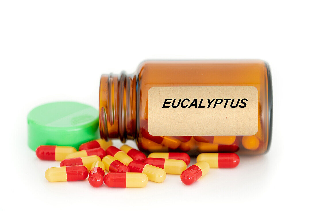Eucalyptus herbal medicine, conceptual image