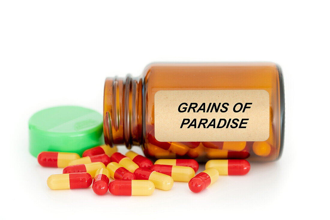 Grains of paradise herbal medicine, conceptual image