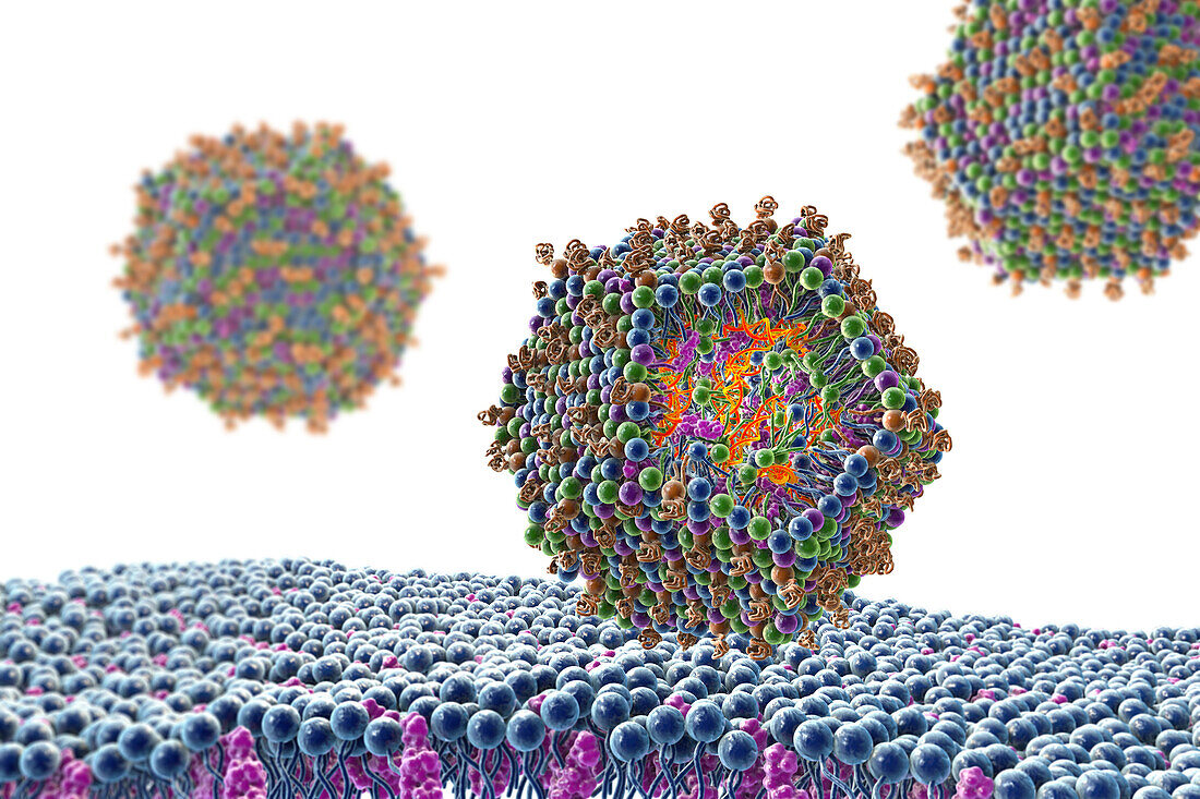 Antiviral siRNA lipid nanoparticle, illustration