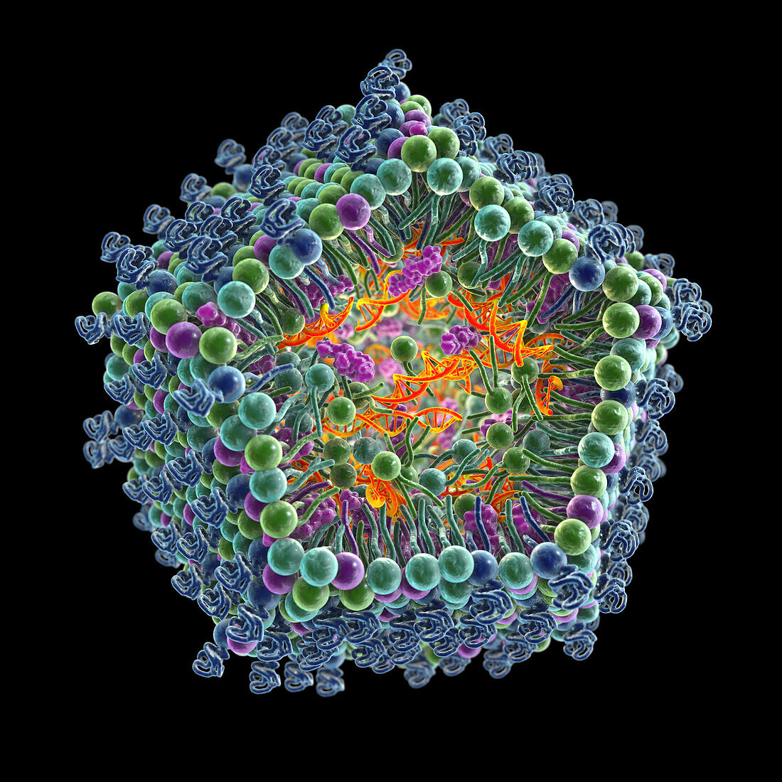 Antiviral siRNA lipid nanoparticle, illustration