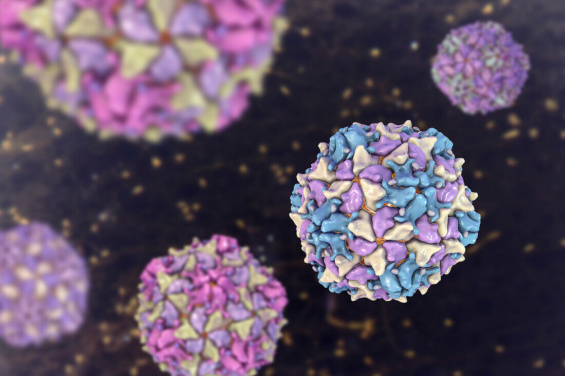 Polio virus particle, illustration