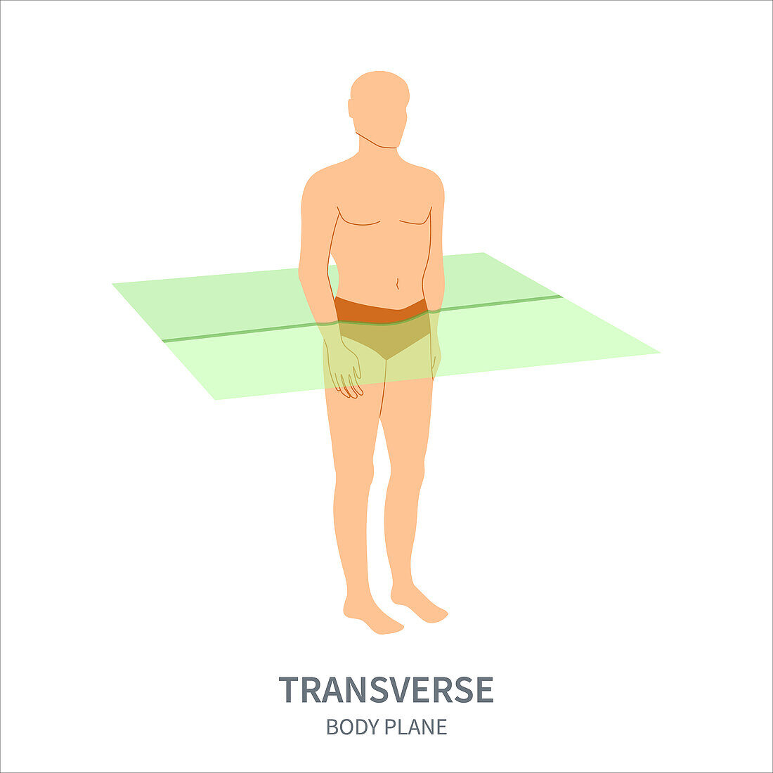 Transverse body plane, illustration