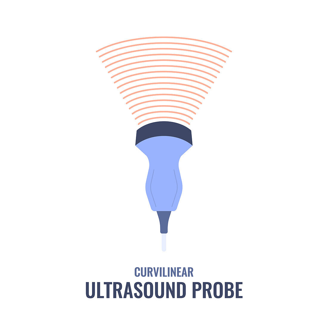 Curvilinear ultrasound probe, illustration