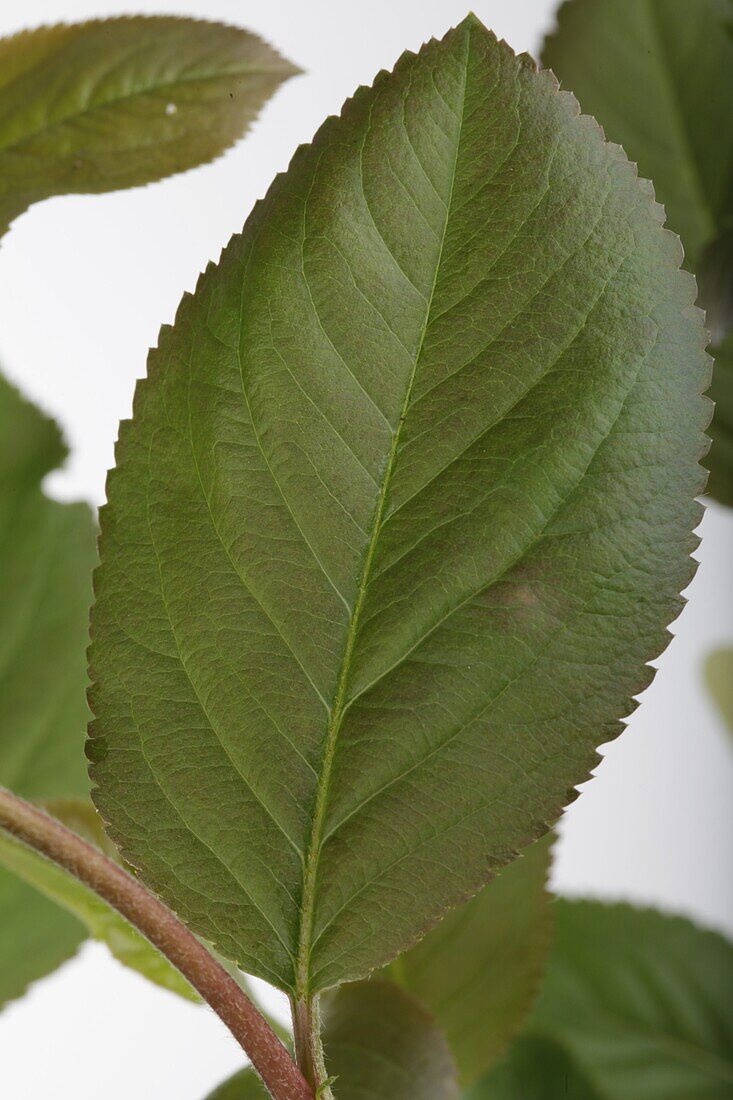 Aronia melanocarpa