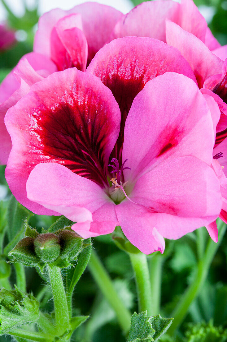 Pelargonium grandiflorum