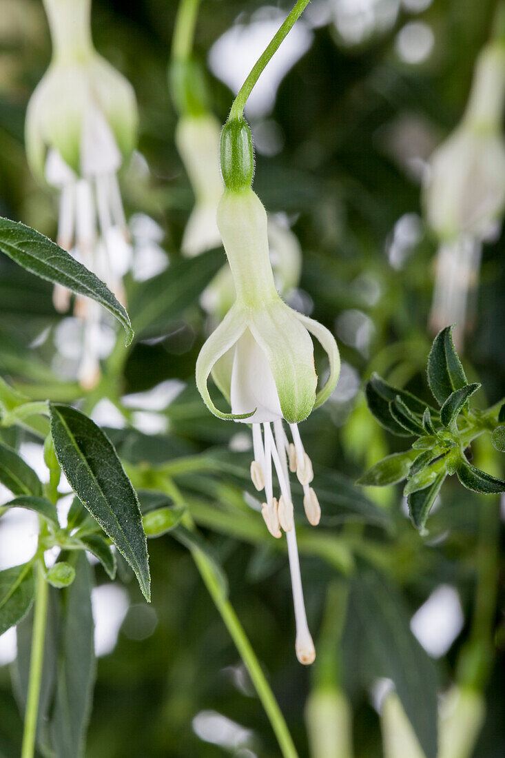 Fuchsia 'Hawkshead'