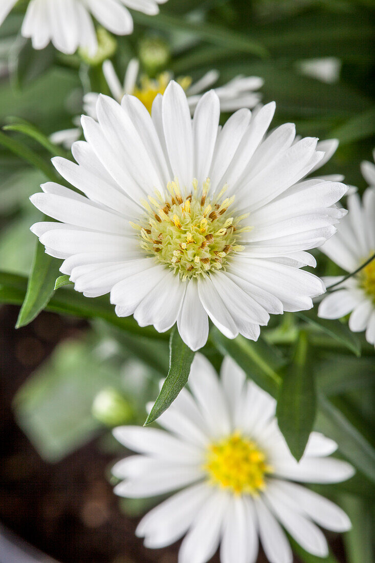 Aster novi-belgii