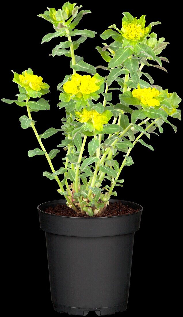 Euphorbia polychroma