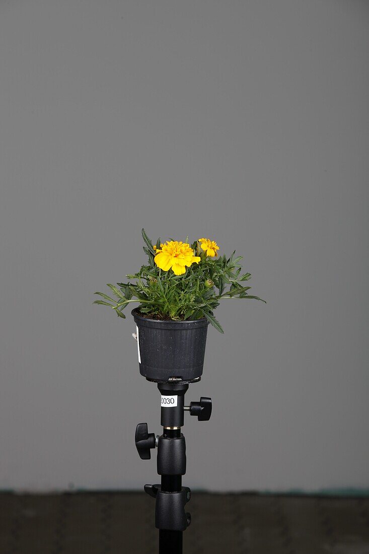 Tagetes patula nana