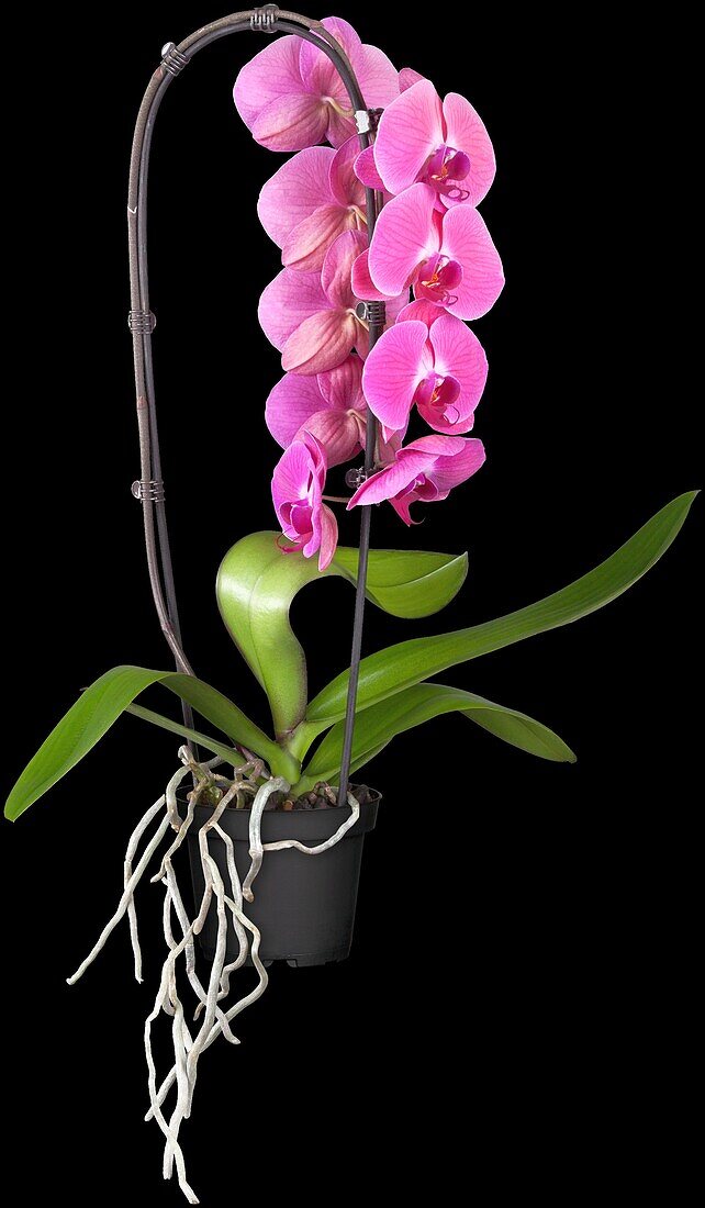 Phalaenopsis Cascade