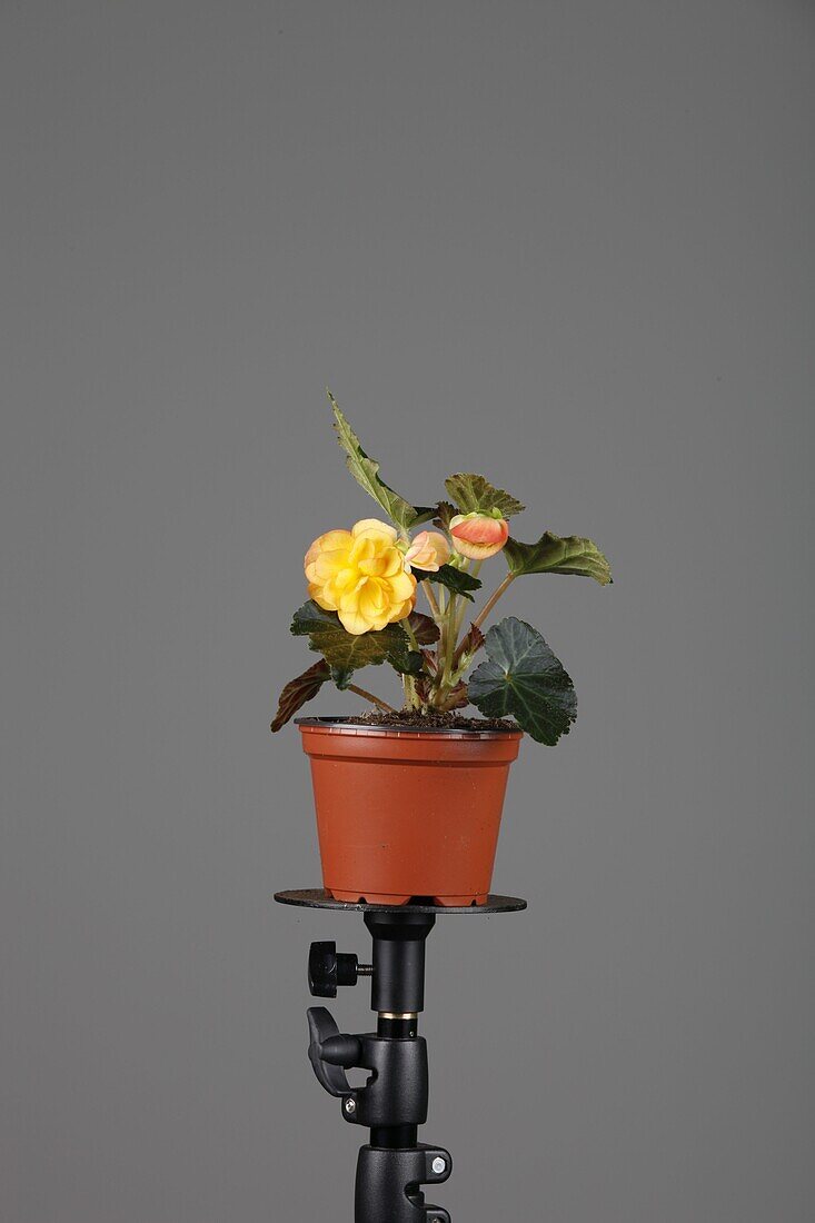 Begonia tub illumination