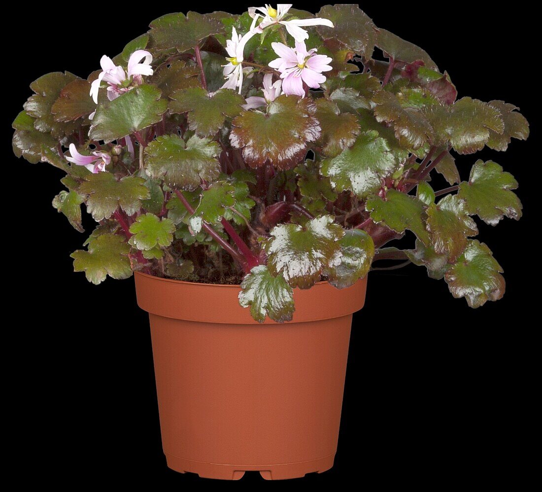 Saxifraga cortusifolia var. fortunei