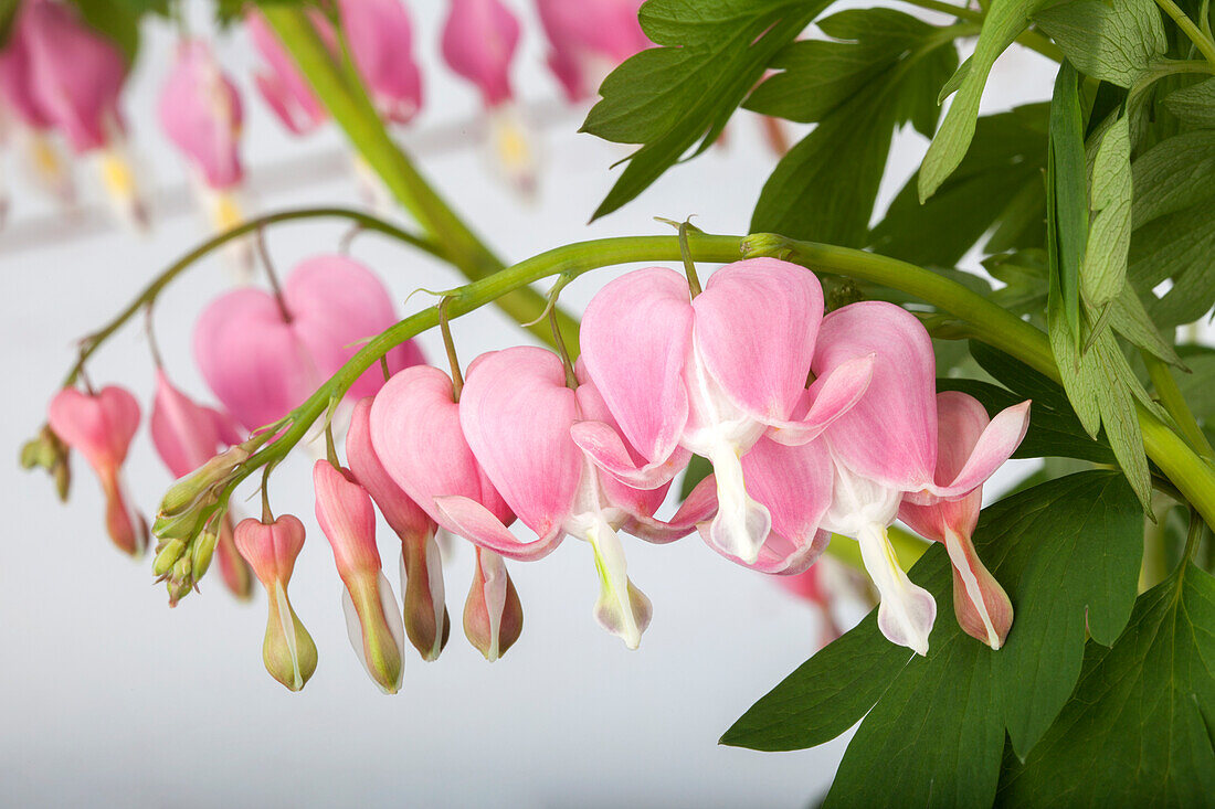 Dicentra spectabilis, pink