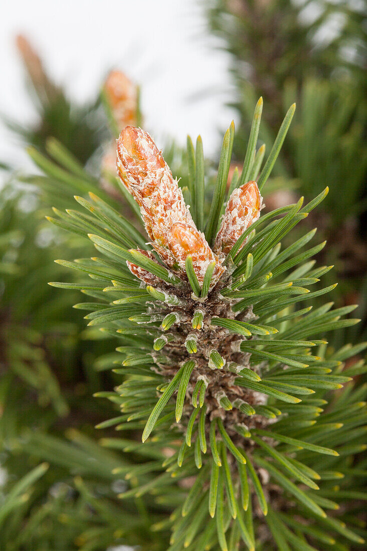 Pinus mugo 'Humpy'