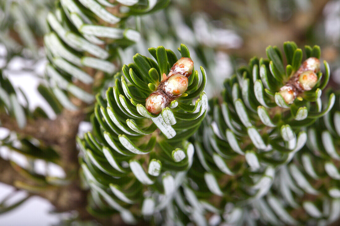 Abies koreana 'Silver Star