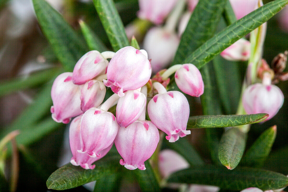 Andromeda polifolia 'Glauca'