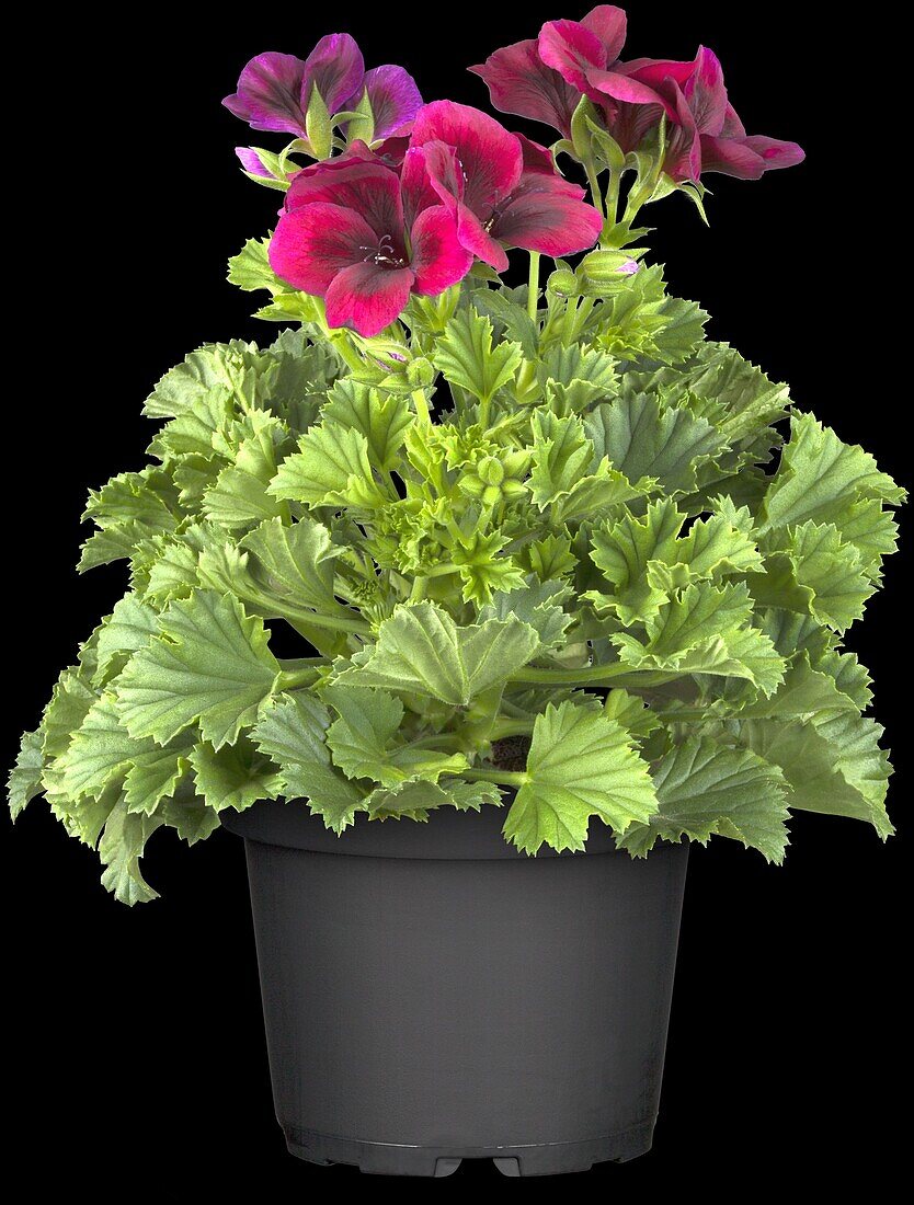 Pelargonium grandiflorum Regalia 'Dark Red'